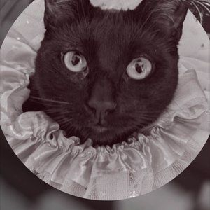 Meet your Posher, Jet